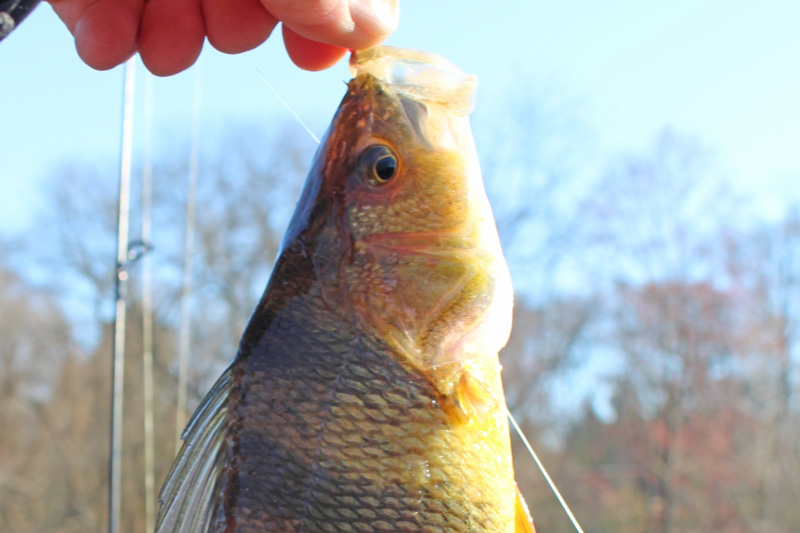 perch fishing