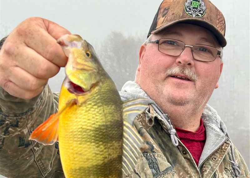 big yellow perch