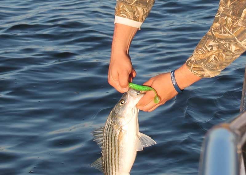small stripers