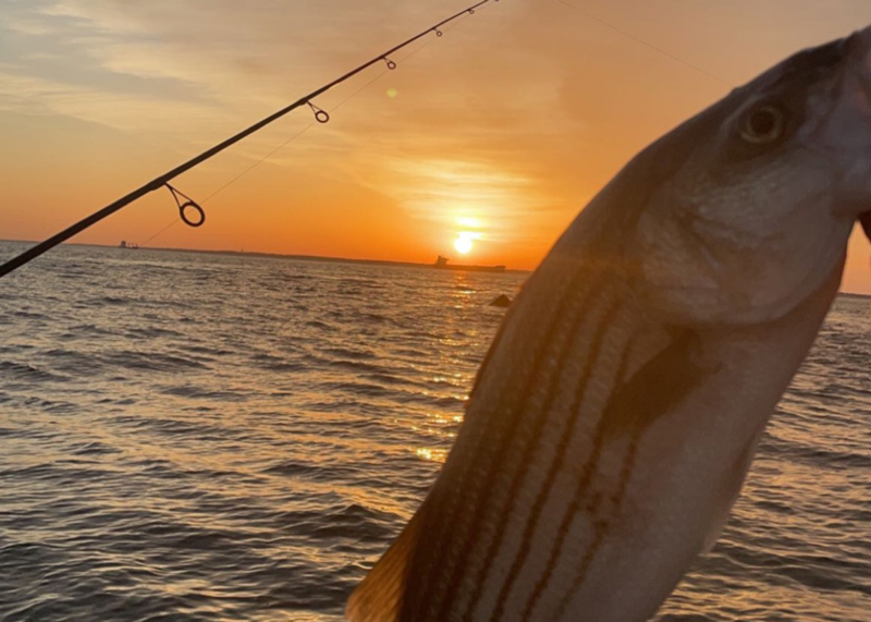 rockfish in the sunrise