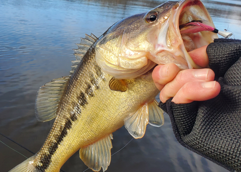 bass on shad dart