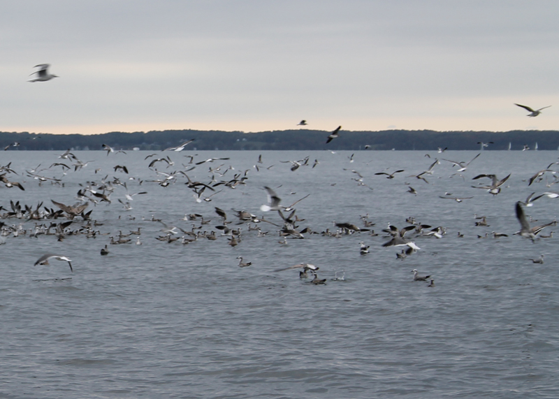 birds diving on fish