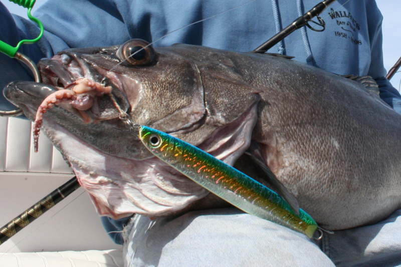 big wreckfish caught off virginia