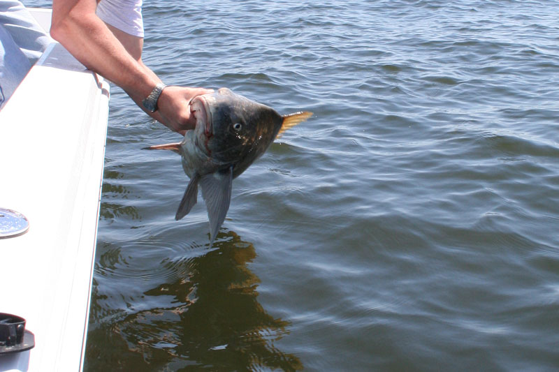 black drum caught on a boat