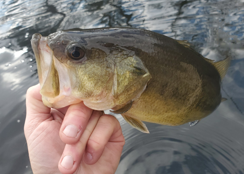 bass fishing in the bay