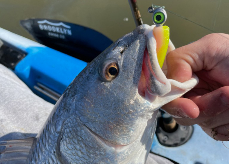 red fish on jig