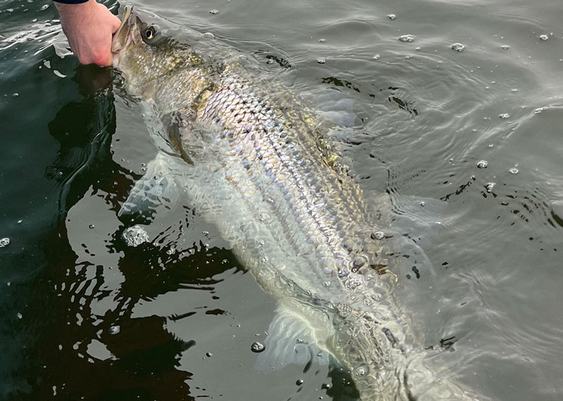 rockfish at boatside