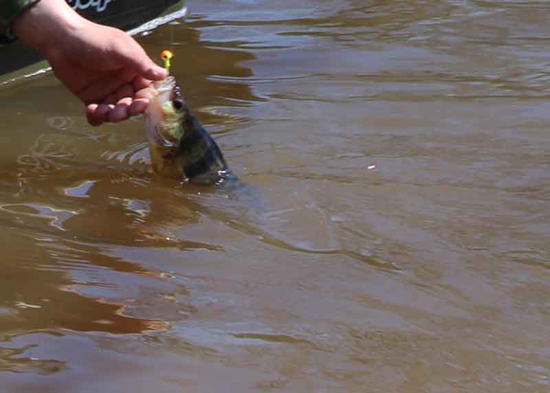 yellow perch bit the lure