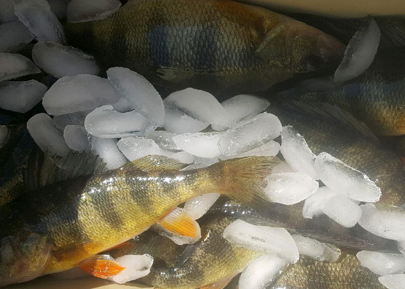 yellow perch in the cooler