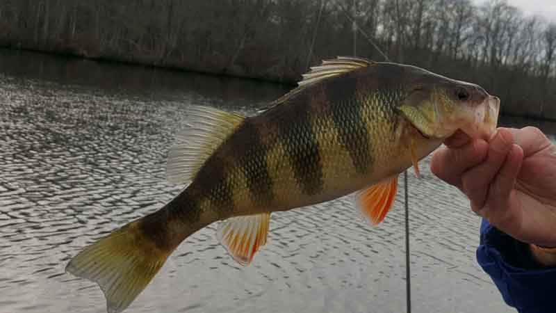 holding a yellow perch