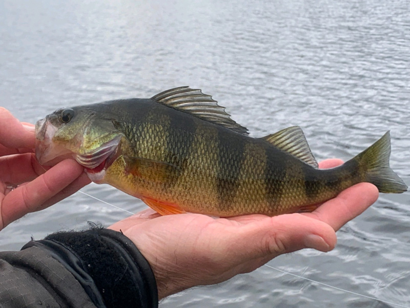 perch of the yellow variety