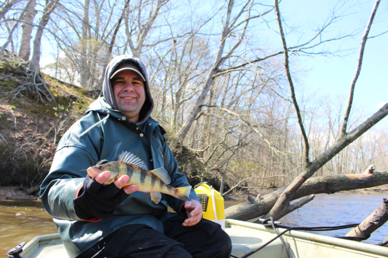 yellow perch fishing