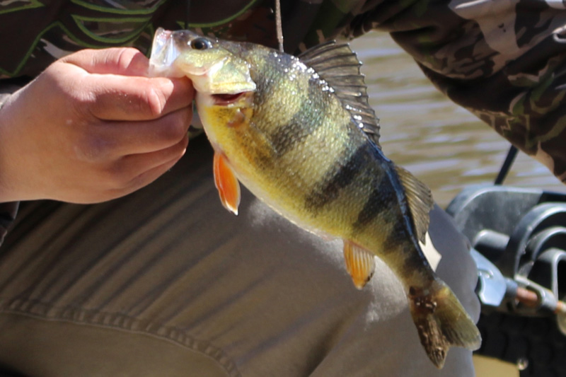 yellow perch caught by a fisherman