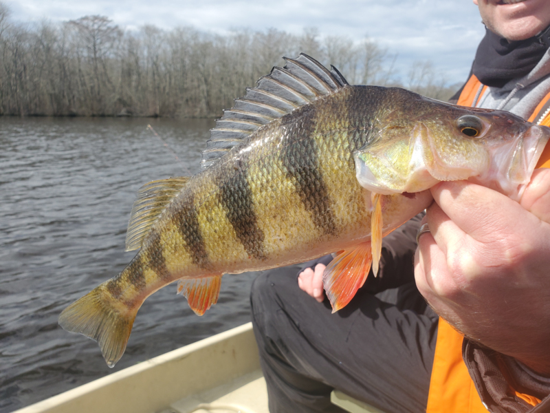 yellow perch caught in winter