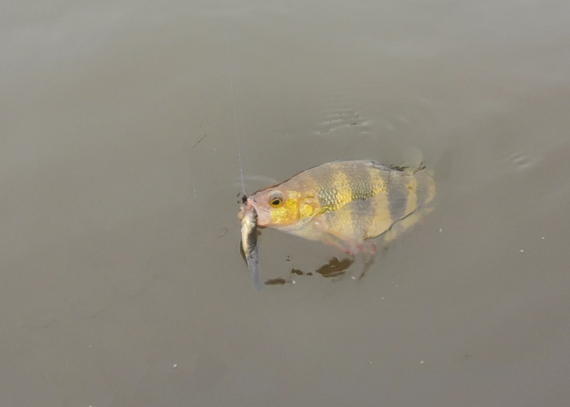 yellow perch in the water