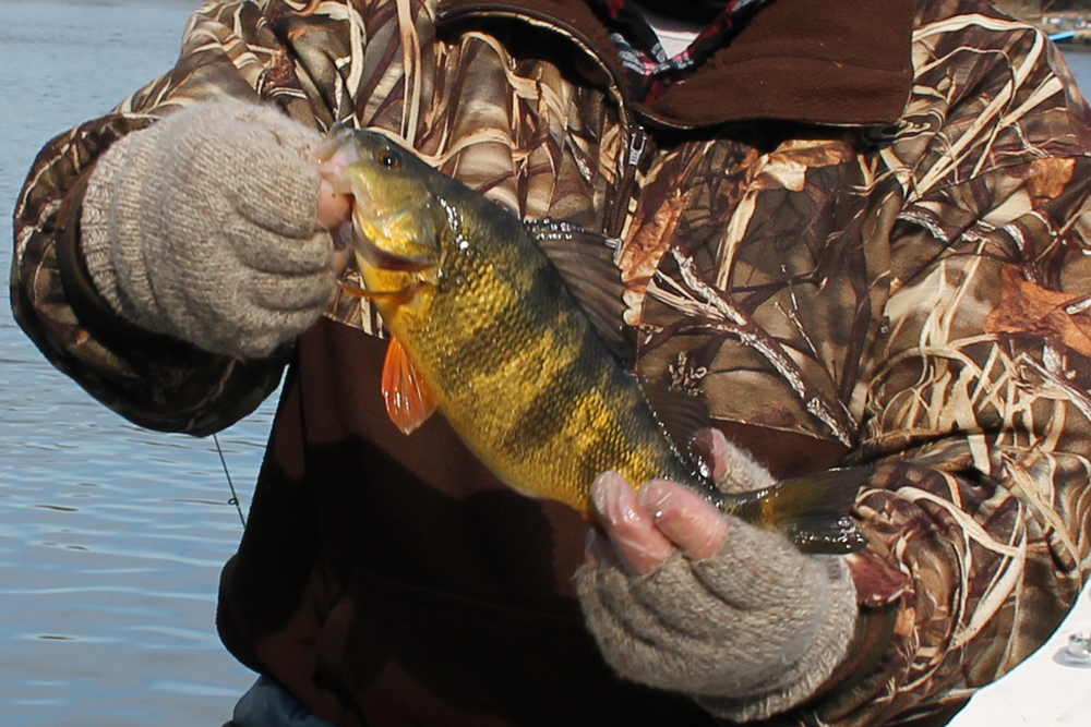 fishing for yellow perch with minnow