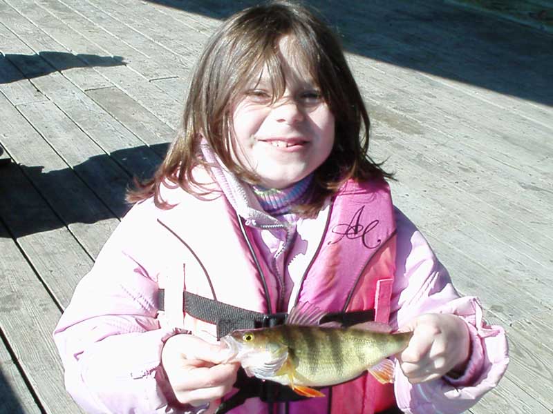 yellow perch on minnow