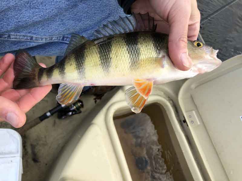 fishing for yellow perch