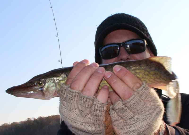 pickerel fishing